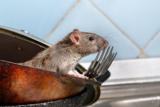 Pest Monitoring Systems for Warehouses: Essential Insights