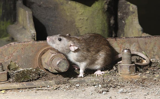 Smart Pest Control in High-Risk Areas: A Safe Solution