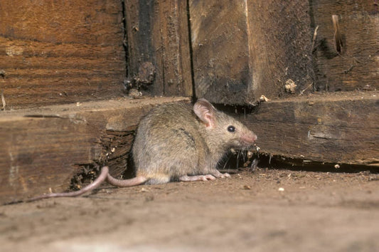 Sanitation Practices to Deter Rodents: Essential Tips