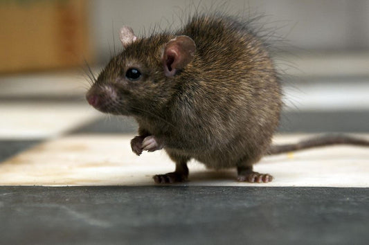 Rodent Control in Meat Processing Plants: Strategies for Safety