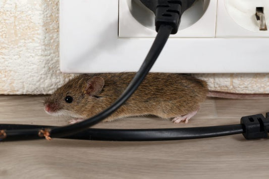 Smart Rodent Detectors for Landlords: An Essential Guide