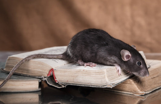 What is a Roof Rat in Arizona and Why Should You Care?