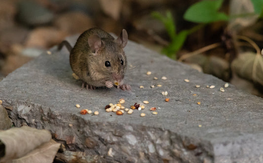 What Disinfectant Kills Hantavirus? Shocking And Terrific Facts