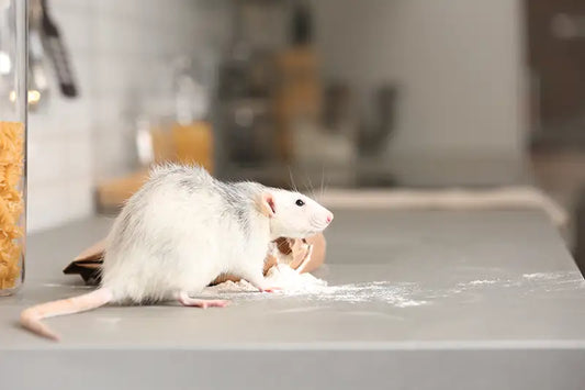 Home Pest Prevention Checklist: Essential Guide