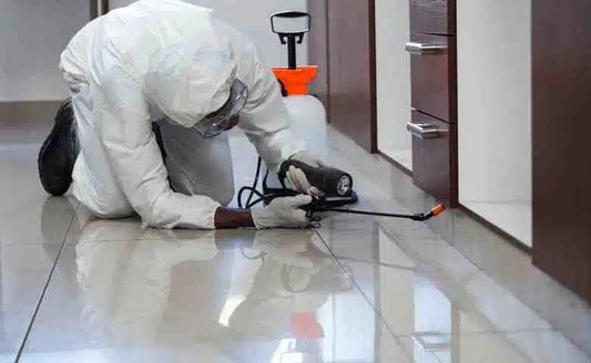 Why Guest Health Relies on Effective Pest Prevention in Hotels?