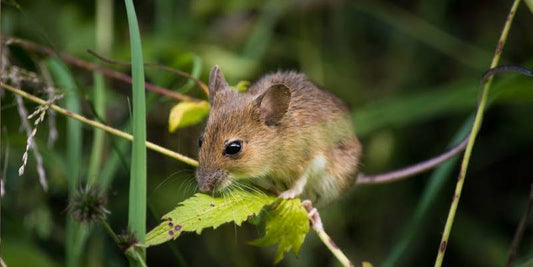 Ultrasonic Rodent Repeller for Home: A Must-Have Solution?