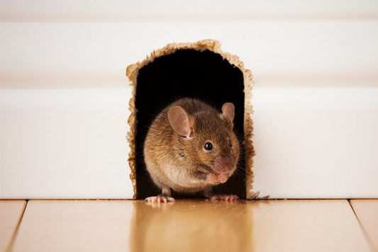 Rodent Droppings in Rental Property: Causes and Solutions