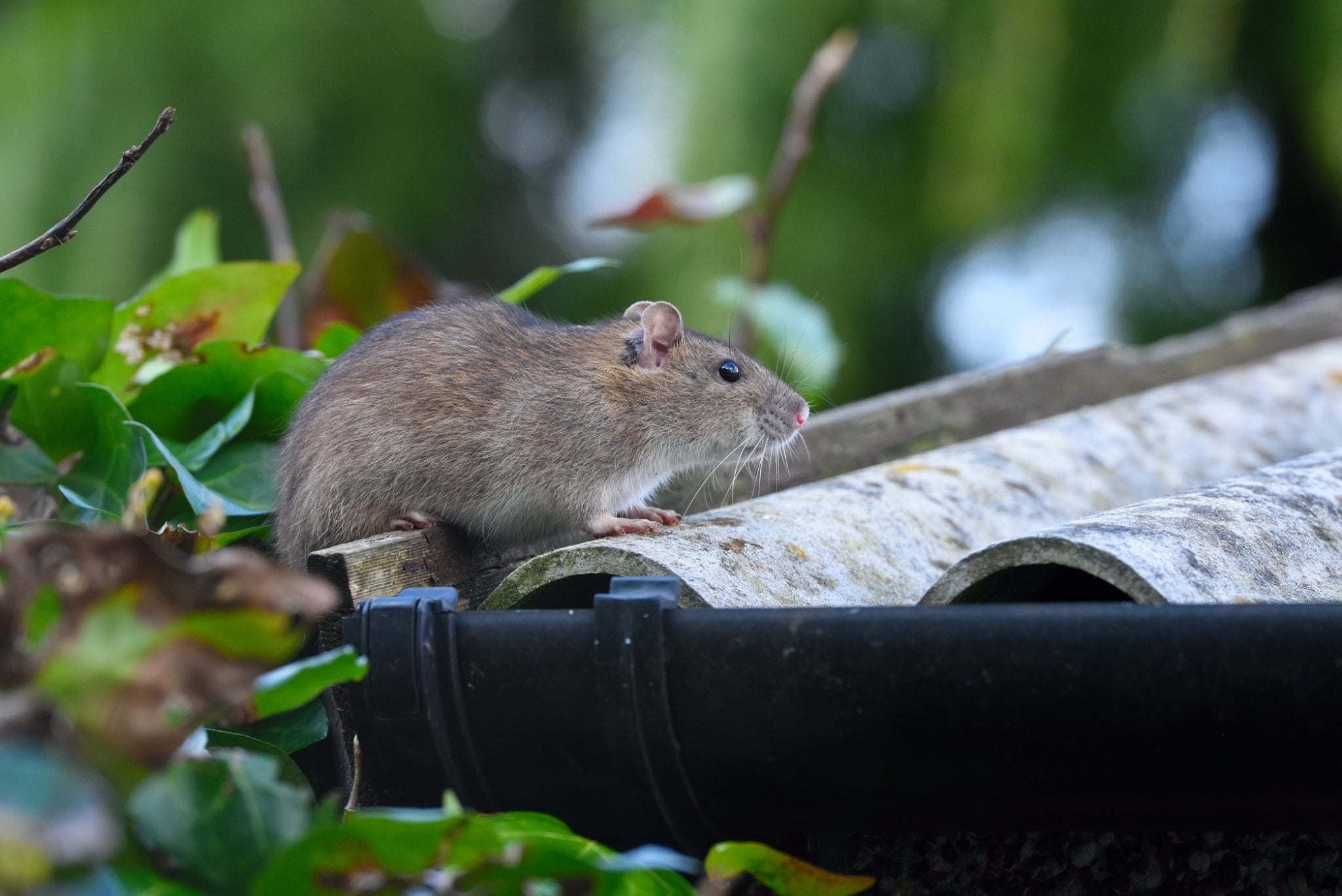 How Long Can a Roof Rat Survive Without Food and Water? Discover the F