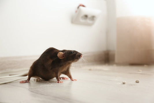 Rodent Control Tips for Homeowners: Keep Rodents Away