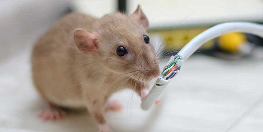 Integrated Rodent Management Techniques: Essential Strategies