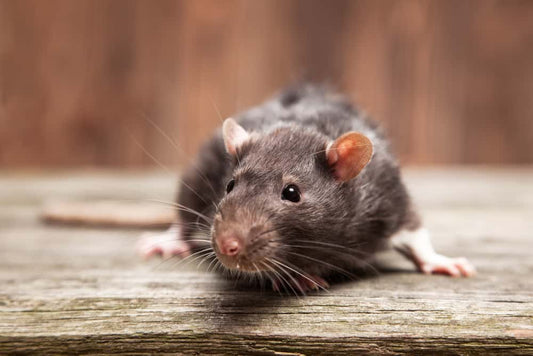 Humane Rat Trap Reviews for Homes: A Comprehensive Guide