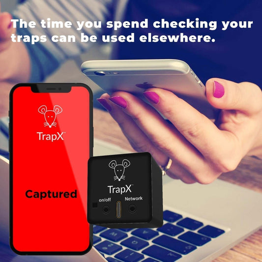 The Ultimate Guide: Best Way to Bait a Mouse Trap