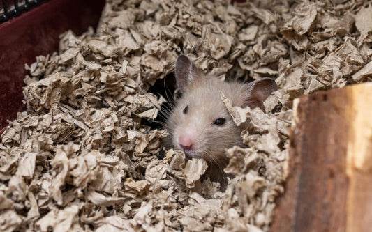 Airbnb Guest Finds Rats: An Unexpected Travel Nightmare