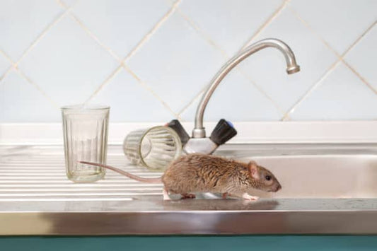Effective Strategies to Eliminate Rats from Your Home: A Guide to Maintaining a Rodent-Free Space