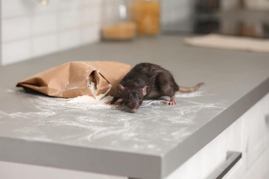 AI Rodent Traps in School Kitchens: Safety and Efficiency Uncovered