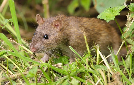 Pros and Cons of Electronic Rodent Deterrents: Are They Worth Your Investment?