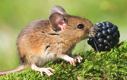 Best Organic Rodent Control Products: A Natural Approach to Pest Prevention