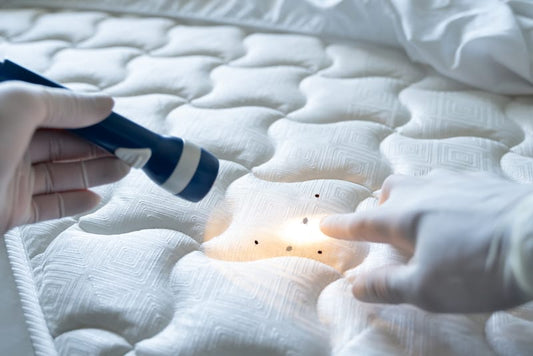 How Do Hotels Prevent Pest Infestations in Kitchens?