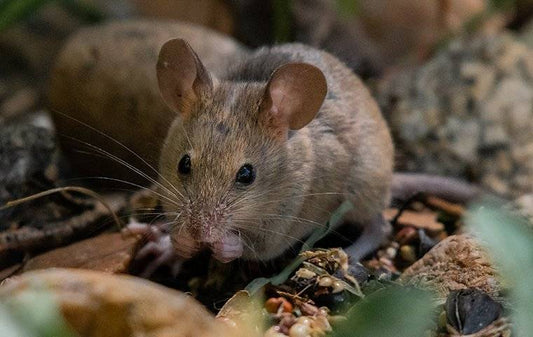 Non-Toxic Pest Control for Airbnb: Safe Solutions for Hosts