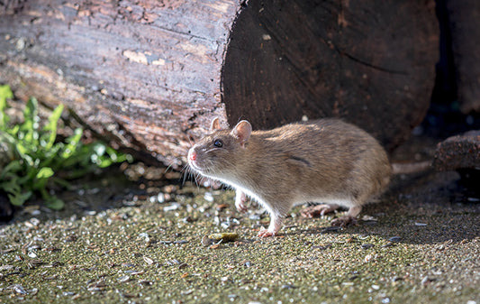 AI Rodent Control Trends In Warehousing Revolutionizing Pest Management