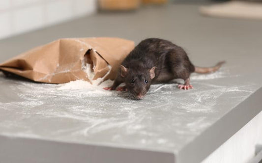 Natural Pest Solutions for Eco Rentals: A Green Approach