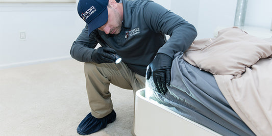 How to Respond to Pest Sightings in Hotels Effectively?