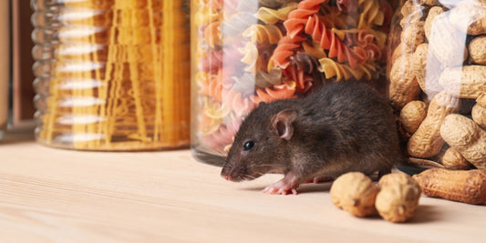 Long Range Rodent Detection Tech: Transforming Pest Control