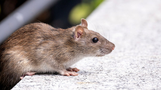 Smart Rodent Alert Routing: A New Era of Pest Management