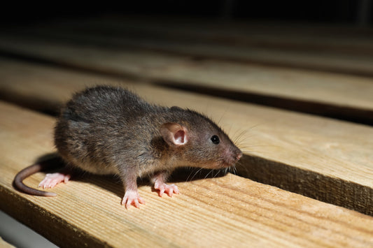 The Ultimate Guide to the Best Humane Mouse Trap for Your Home