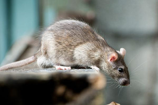 Smart Traps for Pest-Sensitive Industries: A Crucial Innovation