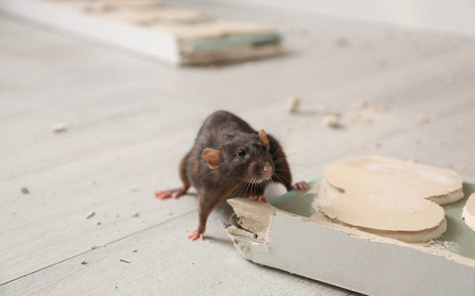 Real-Time Tracking of Rodent Events: A Modern Solution