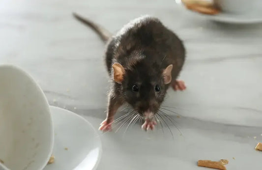 Keeping Pests Out of Your Attic: Effective Strategies Explored