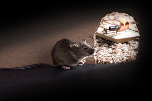 Rodent Removal Without Poisons: Safe and Sustainable Strategies