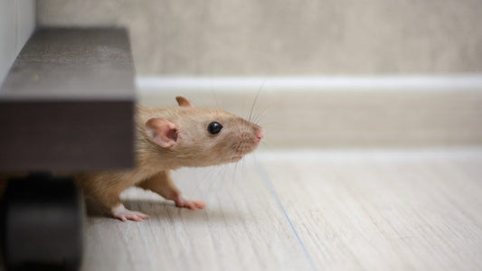 How to Use Live-Catch Rodent Traps: A Detailed Guide