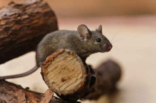 Outdoor Pest Control Tips for Rentals: A Must-Read Guide