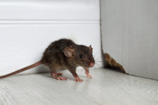 Rodent Control Best Practices for Businesses: Essential Tactics