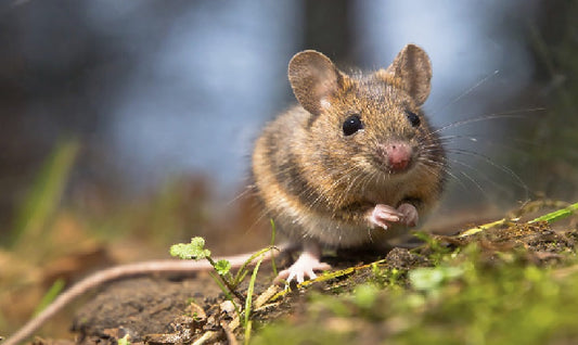 Baking Soda and Cornmeal Mouse Bait Formula: A Natural Solution for Rodent Control