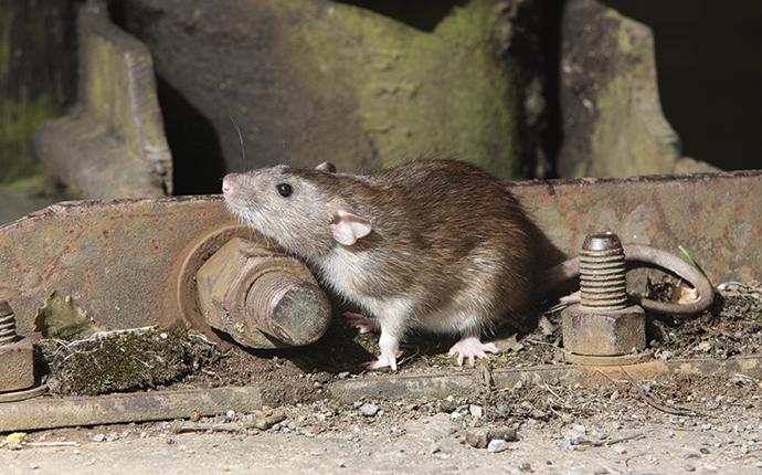 Intelligent Pest Control for Farms: Cutting-edge Approaches