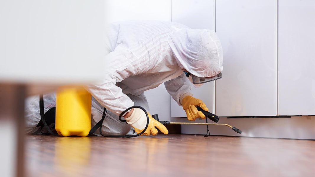 Why Is Pest Control So Expensive? Shocking Costs Explained!