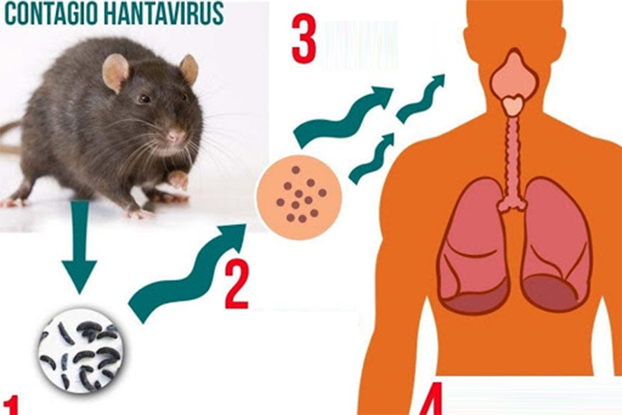 How is Hantavirus Pulmonary Syndrome Spread?