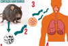 What are the First Signs of Hantavirus and Their Impacts?