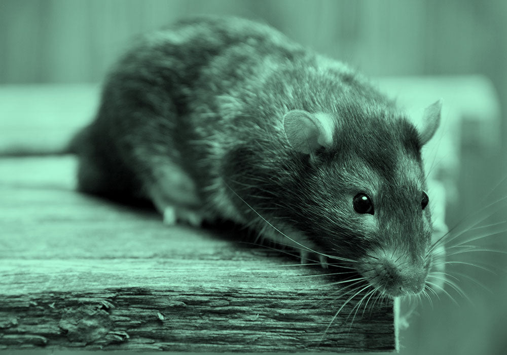 3 Anti-Rodent Storage Tips For Clothes, Campers, Boats, And More