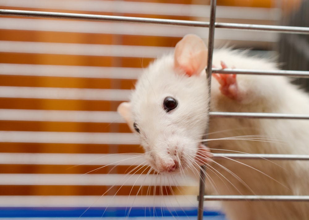 Real-Time Rodent Alerts for Facilities: Stop Rats Now!