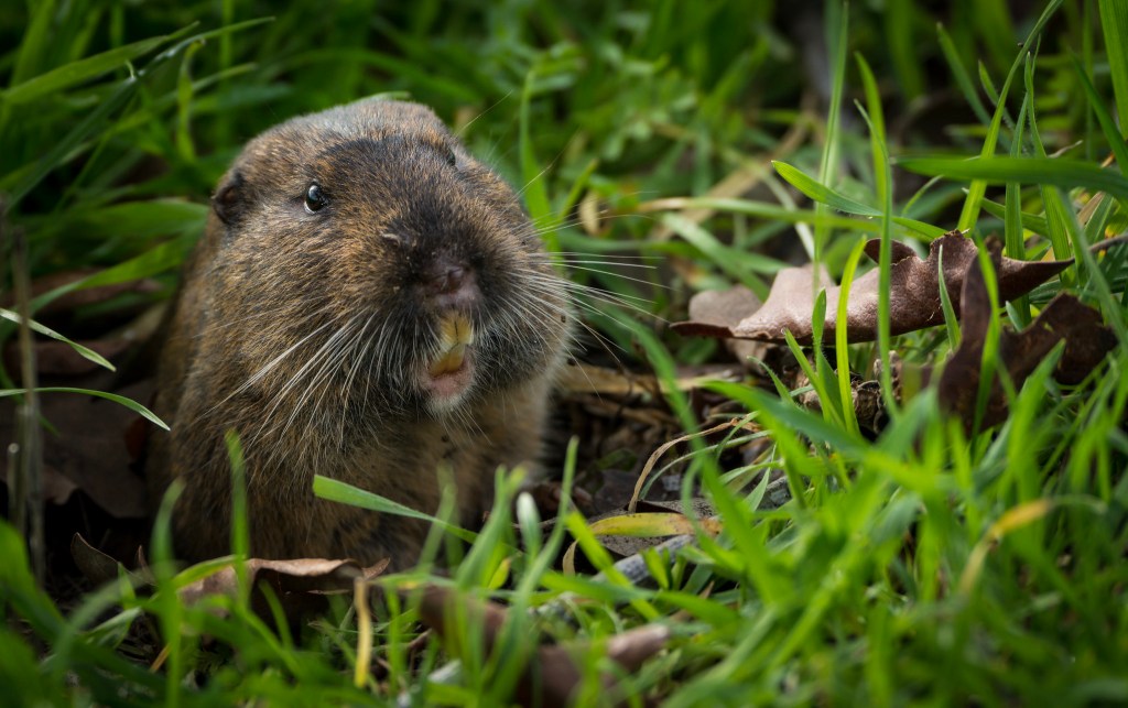 How to Collapse Gopher Tunnels and Restore Your Yard?