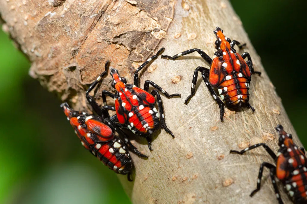 What Plants Repel Wasps? Shocking and Life-Changing Insights!