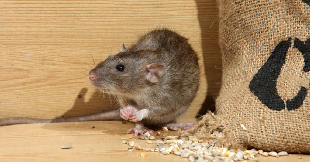 Homemade Rodent Repellent Sachets with Peppermint and Cinnamon: A Natural Solution