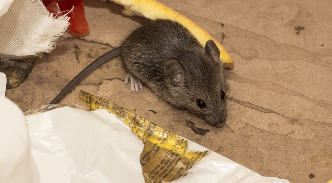 Airbnb Pest Proof Storage Solutions: Protect Your Space