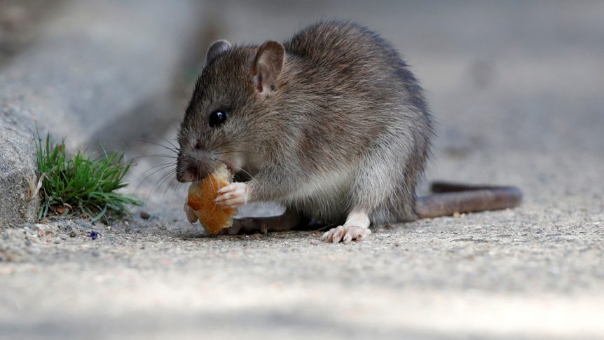 How Long Can a Roof Rat Survive Without Food and Water? Discover the Facts