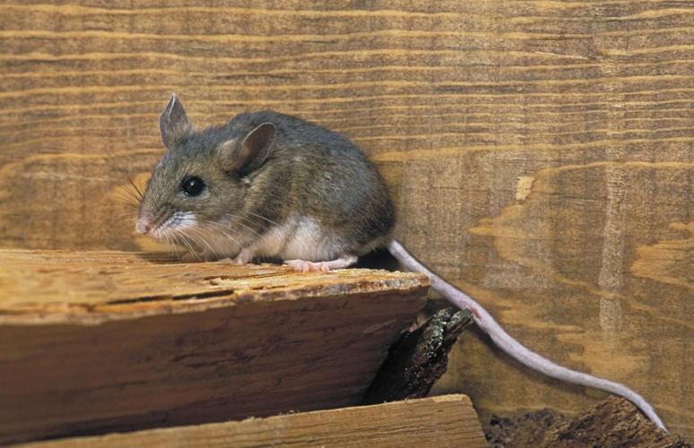 How are hantavirus proteins synthesized in host cells?