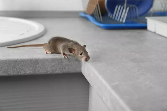 Rodent Control Automation for Enterprises: A Revolution in Pest Management